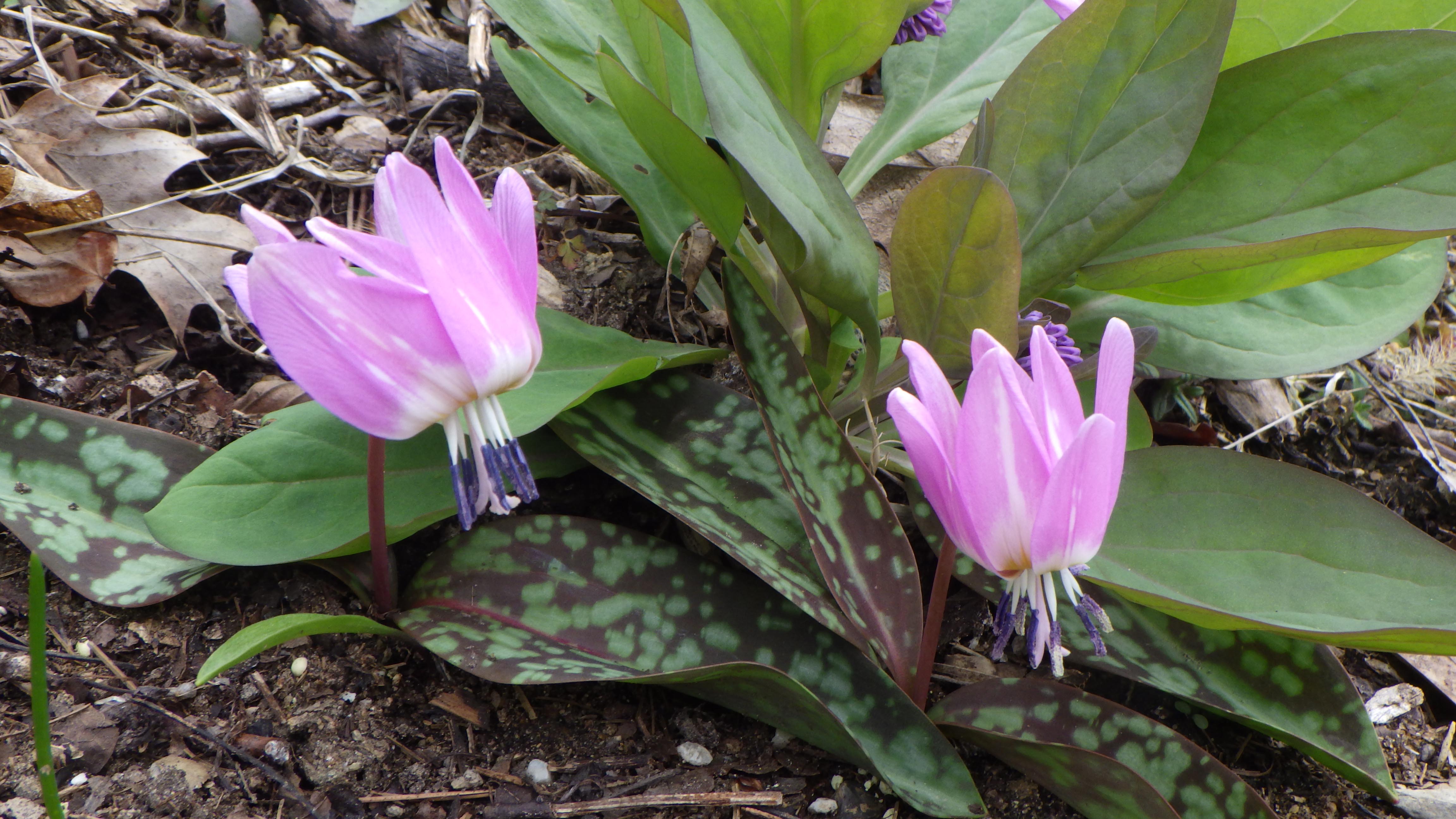 Erythronium dens-canis 'Lilac Wonder'.